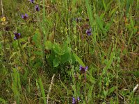 Prunella vulgaris 30, Gewone brunel, Saxifraga-Hans Boll