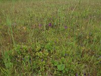 Prunella vulgaris 32, Gewone brunel, Saxifraga-Hans Boll
