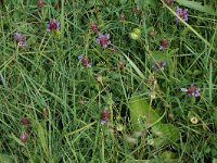 Prunella vulgaris 8, Gewone brunel, habitat, Saxifraga-Marijke Verhagen