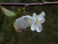 Prunus avium 1, Zoete kers, Saxifraga-Marijke Verhagen