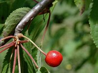 Prunus avium 13, Zoete kers, Saxifraga-Marijke Verhagen