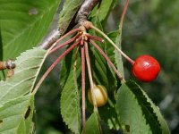 Prunus avium 14, Zoete kers, Saxifraga-Marijke Verhagen