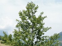 Prunus avium 15, Zoete kers, Saxifraga-Marijke Verhagen