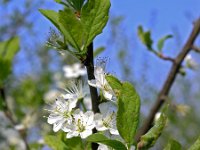 Prunus avium 16, Zoete kers, Saxifraga-Hans Dekker