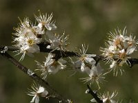 Prunus avium 17, Zoete kers, Saxifraga-Jan van der Straaten