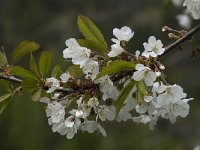 Prunus avium 18, Zoete kers, Saxifraga-Jan van der Straaten
