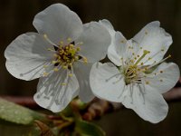Prunus avium 2, Zoete kers, Saxifraga-Marijke Verhagen