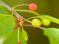 Prunus avium 22, Zoete kers, Saxifraga-Rudmer Zwerver