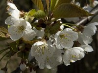Prunus avium 24, Zoete kers, Saxifraga-Jan van der Straaten