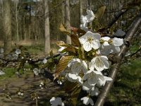Prunus avium 25, Zoete kers, Saxifraga-Jan van der Straaten