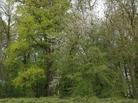 Prunus avium 35, Zoete kers, Saxifraga-Hans Boll