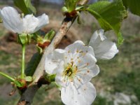 Prunus avium 38, Zoete kers, Saxifraga-Rutger Barendse