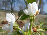 Prunus avium 39, Zoete kers, Saxifraga-Rutger Barendse
