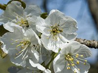 Prunus avium 4, Zoete kers, Saxifraga-Marijke Verhagen