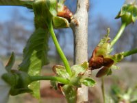 Prunus avium 40, Zoete kers, Saxifraga-Rutger Barendse