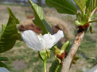 Prunus avium 41, Zoete kers, Saxifraga-Rutger Barendse