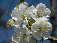 Prunus avium 5, Zoete kers, Saxifraga-Marijke Verhagen
