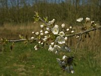 Prunus avium 6, Zoete kers, Saxifraga-Jan van der Straaten