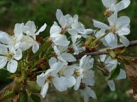 Prunus avium 9, Zoete kers, Saxifraga-Jan van der Straaten