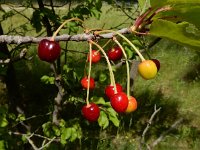 Prunus cerasus 10, Zure kers, Saxifraga-Ed Stikvoort