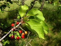 Prunus cerasus 11, Zure kers, Saxifraga-Ed Stikvoort