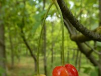 Prunus cerasus 12, Zure kers, Saxifraga-Ed Stikvoort