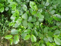Prunus cerasus 6, Zure kers, Saxifraga-Rutger Barendse