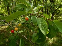 Prunus cerasus 9, Zure kers, Saxifraga-Ed Stikvoort
