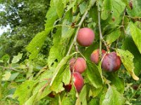 Prunus domestica 3, Pruim, Saxifraga-Rutger Barendse