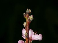 Prunus dulcis 1, Amandelboom, Saxifraga-Jeroen Willemsen