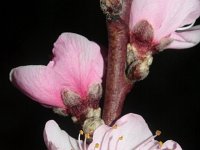 Prunus dulcis 2, Amandelboom, Saxifraga-Rutger Barendse