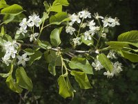 Prunus insititia 1, Saxifraga-Marijke Verhagen
