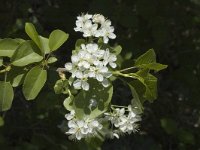 Prunus insititia 2, Saxifraga-Marijke Verhagen