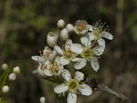 Prunus insititia 3, Saxifraga-Jan van der Straaten