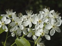 Prunus insititia 4, Saxifraga-Marijke Verhagen
