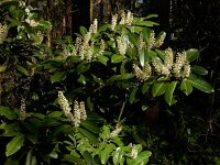 Prunus laurocerasus 10, Laurierkers, Saxifraga-Ed Stikvoort