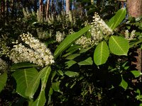 Prunus laurocerasus 4, Laurierkers, Saxifraga-Ed Stikvoort