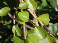 Prunus mahaleb 10, Weichselboom, Saxifraga-Rutger Barendse