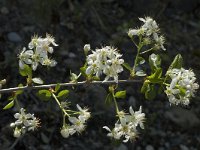 Prunus mahaleb 4, Weichselboom, Saxifraga-Marijke Verhagen