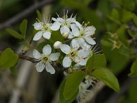 Prunus mahaleb 5, Weichselboom, Saxifraga-Jan van der Straaten