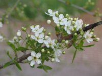 Prunus mahaleb 9, Weichselboom, Saxifraga-Jasenka Topic