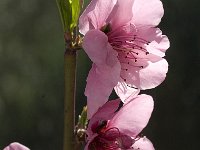 Prunus persica 4, Saxifraga-Jan van der Straaten