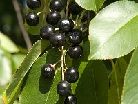 Prunus serotina 10, Amerikaanse vogelkers, Saxifraga-Jan van der Straaten