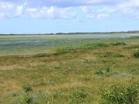 Prunus serotina 13, Amerikaanse vogelkers, Saxifraga-Hans Boll