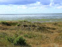 Prunus serotina 18, Amerikaanse vogelkers, Saxifraga-Hans Boll