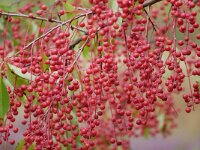 Prunus serotina 23, Amerikaanse vogelkers, Saxifraga-Tom Heijnen