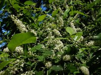 Prunus serotina 24, Amerikaanse vogelkers, Saxifraga-Ed Stikvoort