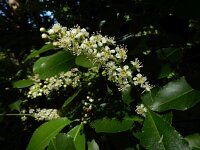 Prunus serotina 27, Amerikaanse vogelkers, Saxifraga-Ed Stikvoort