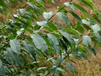 Prunus serotina 3, Amerikaanse vogelkers, Saxifraga-Hans Dekker