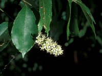 Prunus serotina 4, Amerikaanse vogelkers, Saxifraga-Piet Zomerdijk